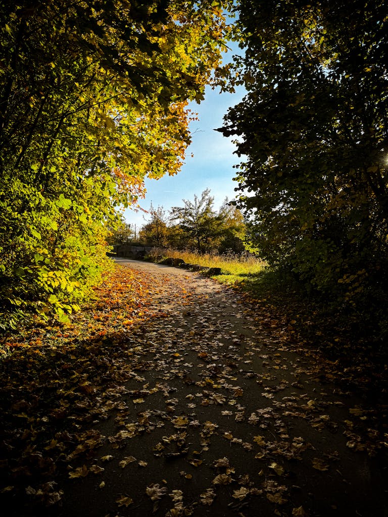 A beautiful autumn pathway covered with colorful fallen leaves under a bright sky.